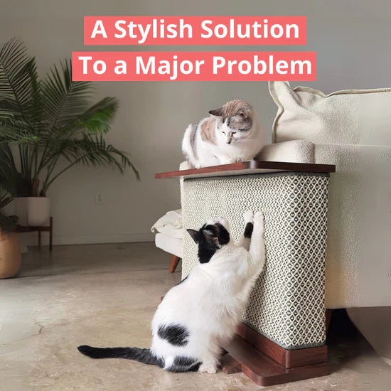 Pro Cat Corner